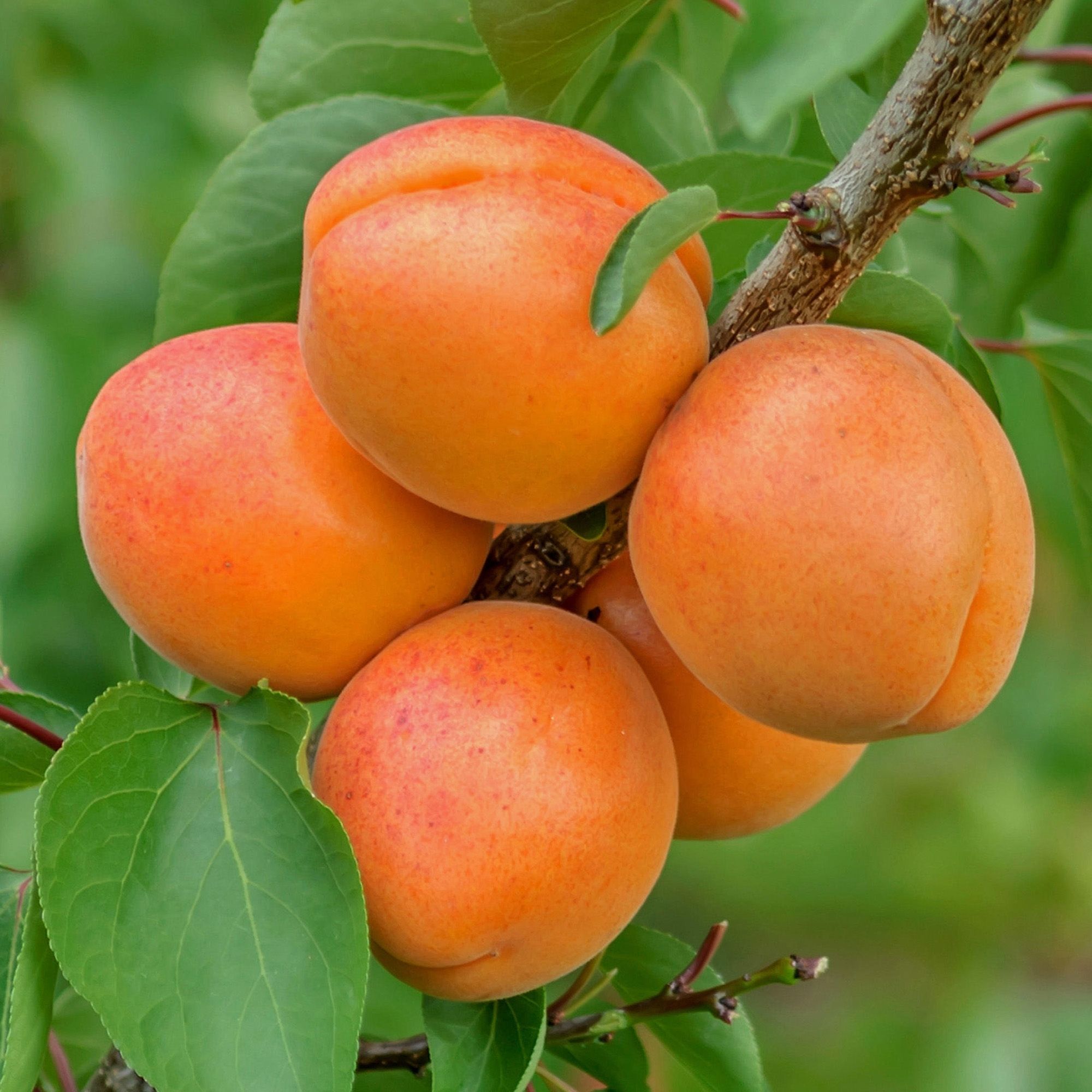 Apricot: A Guide to Growing and Irrigating Economically