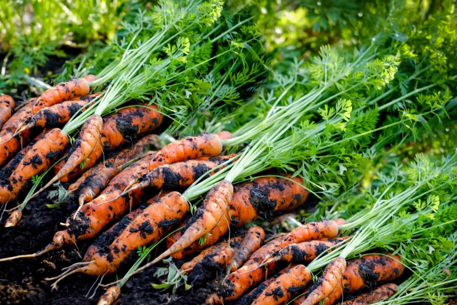 Growing and Irrigating Carrots: A Comprehensive Guide