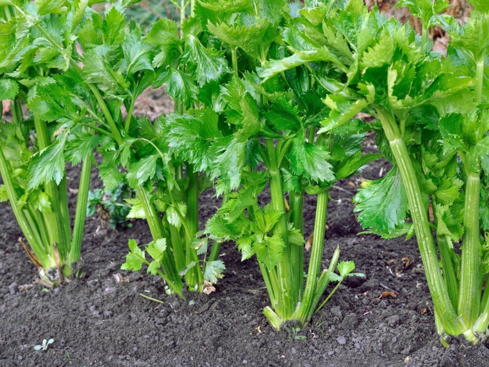 Introduction to Growing and Irrigating Celery