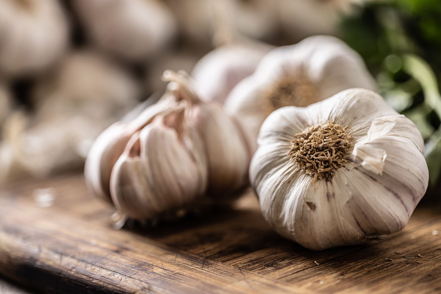 Introduction to Growing and Irrigating Garlic