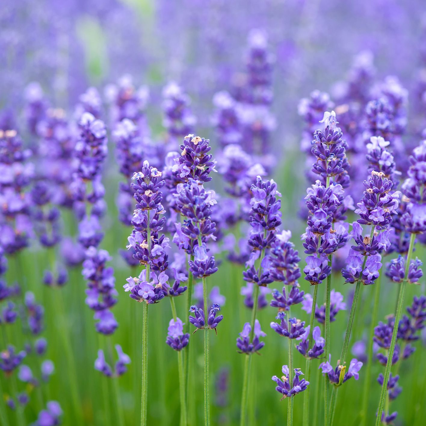 Introduction to Growing and Irrigating Lavender