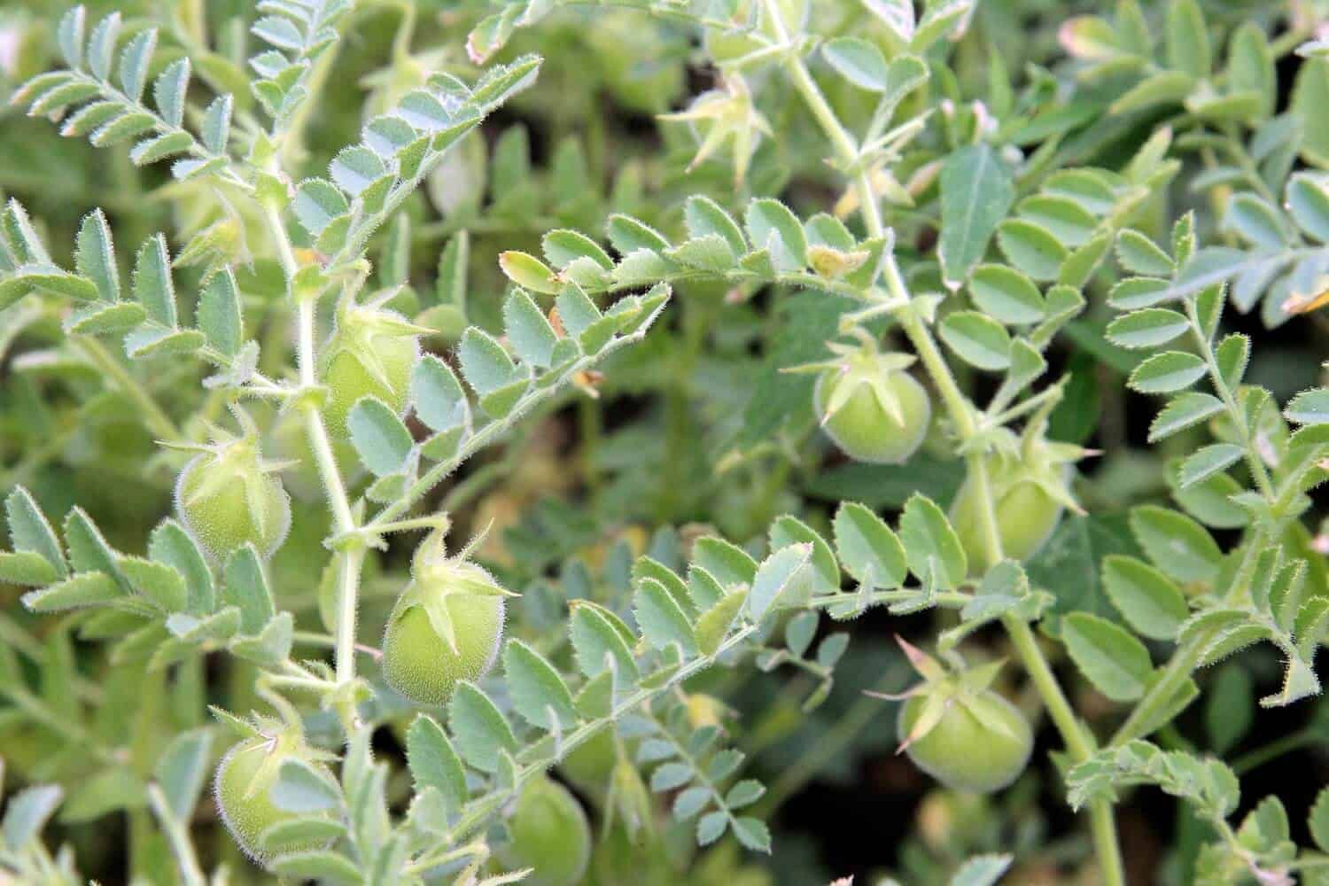 Growing and Irrigating Lentils: A Sustainable Approach