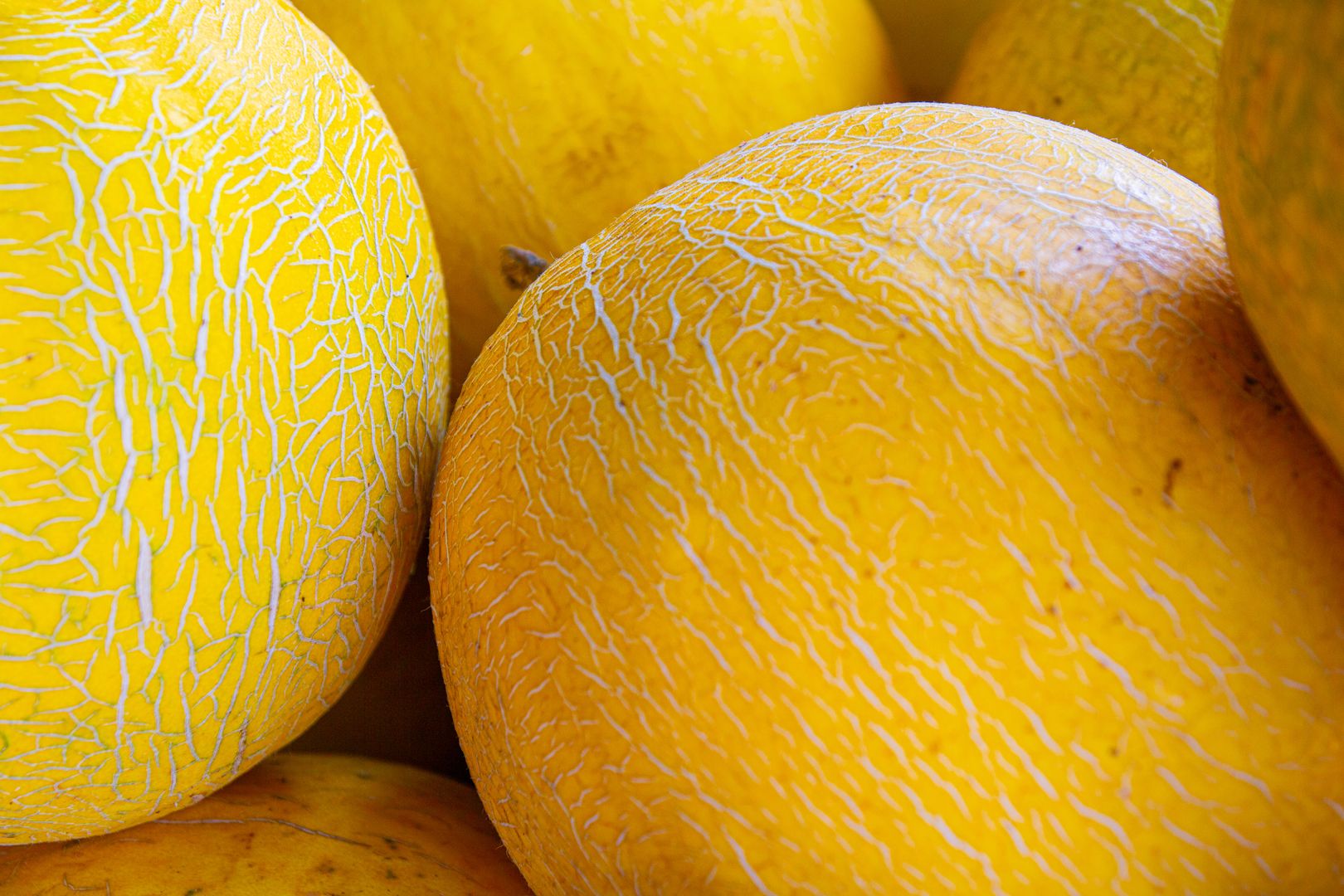 Growing and Irrigating Melons: A Comprehensive Guide to Economical Agriculture