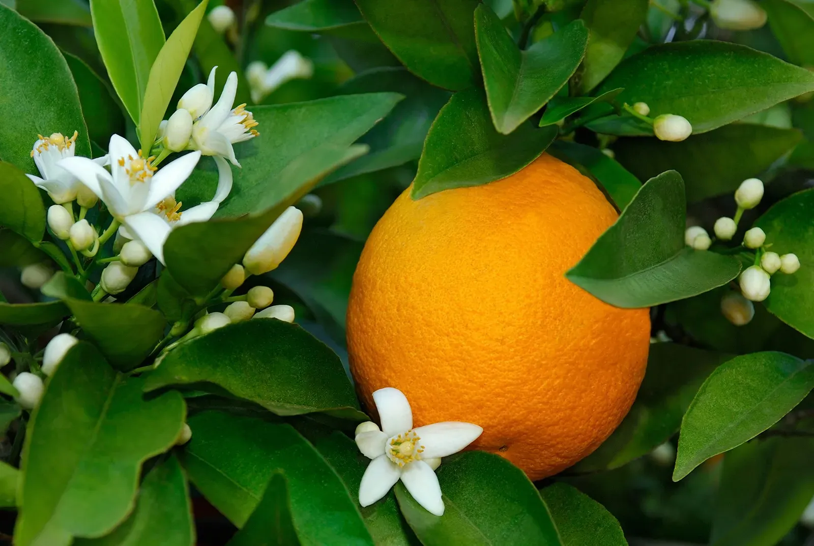 Growing and Irrigating Oranges: An Economically Efficient Approach