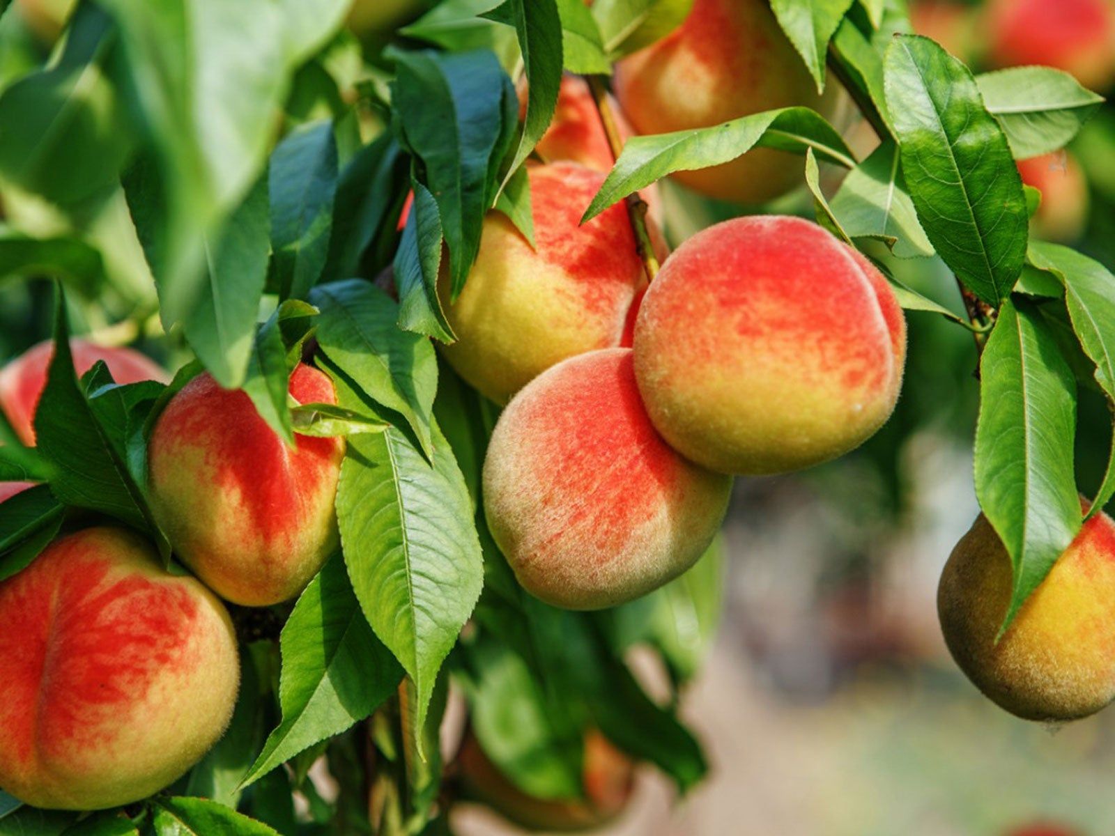 Peach: A Guide to Growing and Irrigating Economically