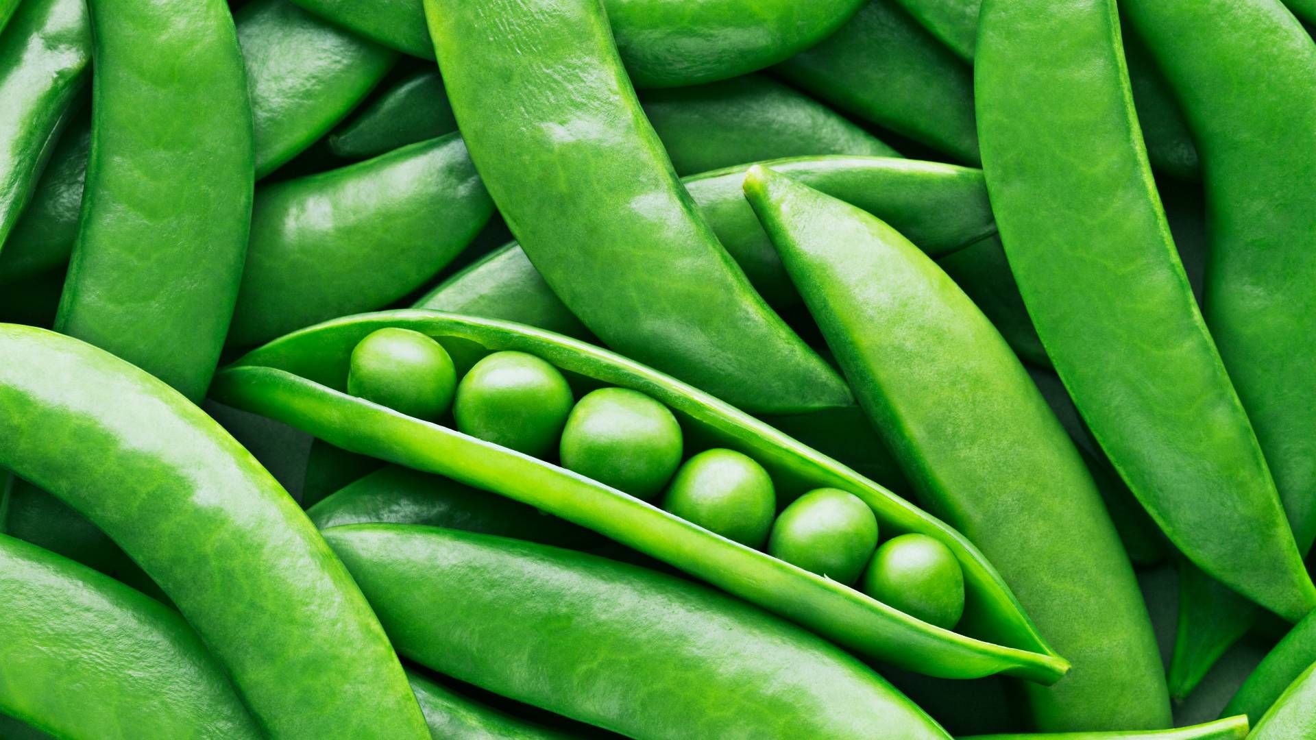 Growing and Irrigating Peas: An Economically Efficient Approach