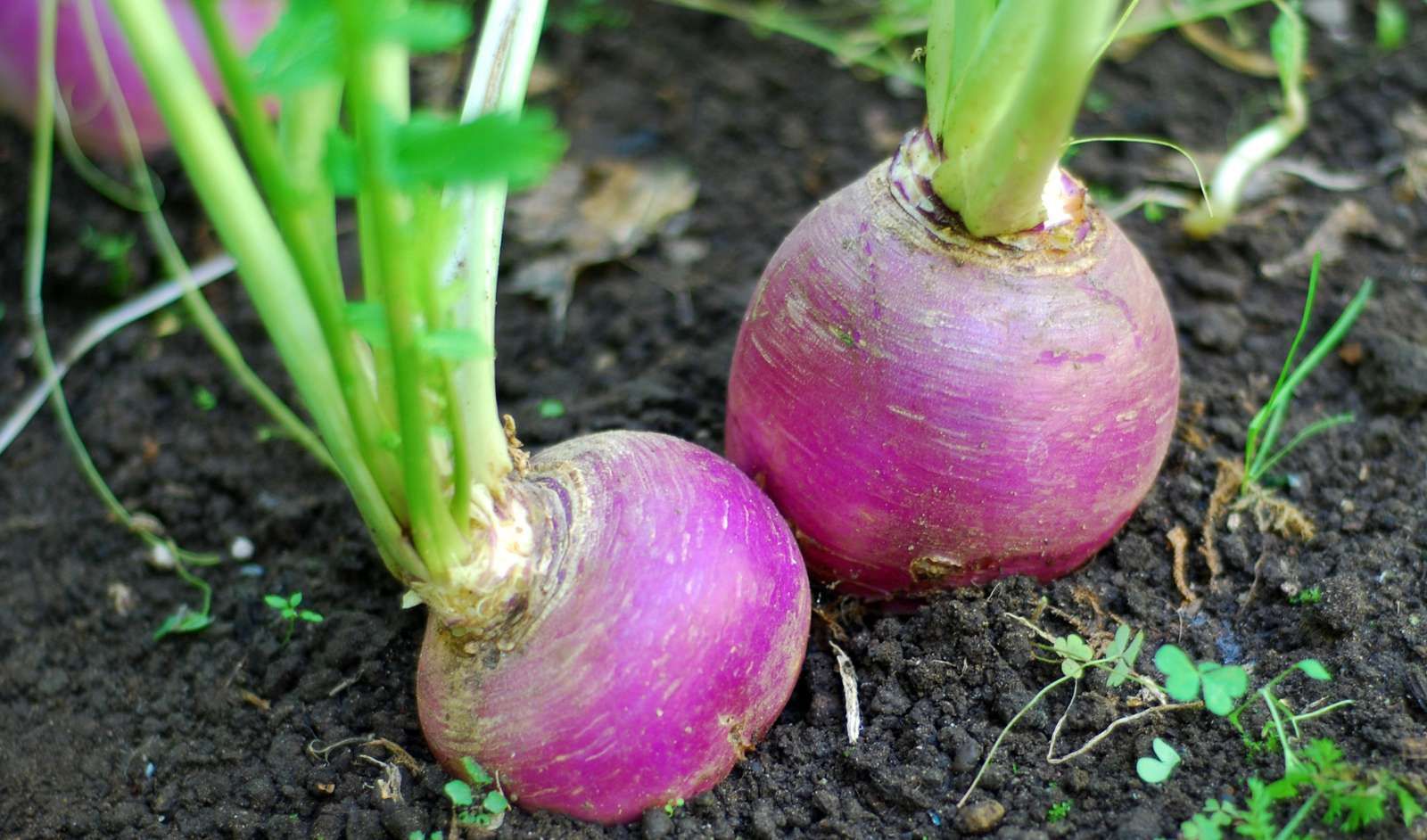 Introduction to Growing and Irrigating Turnip
