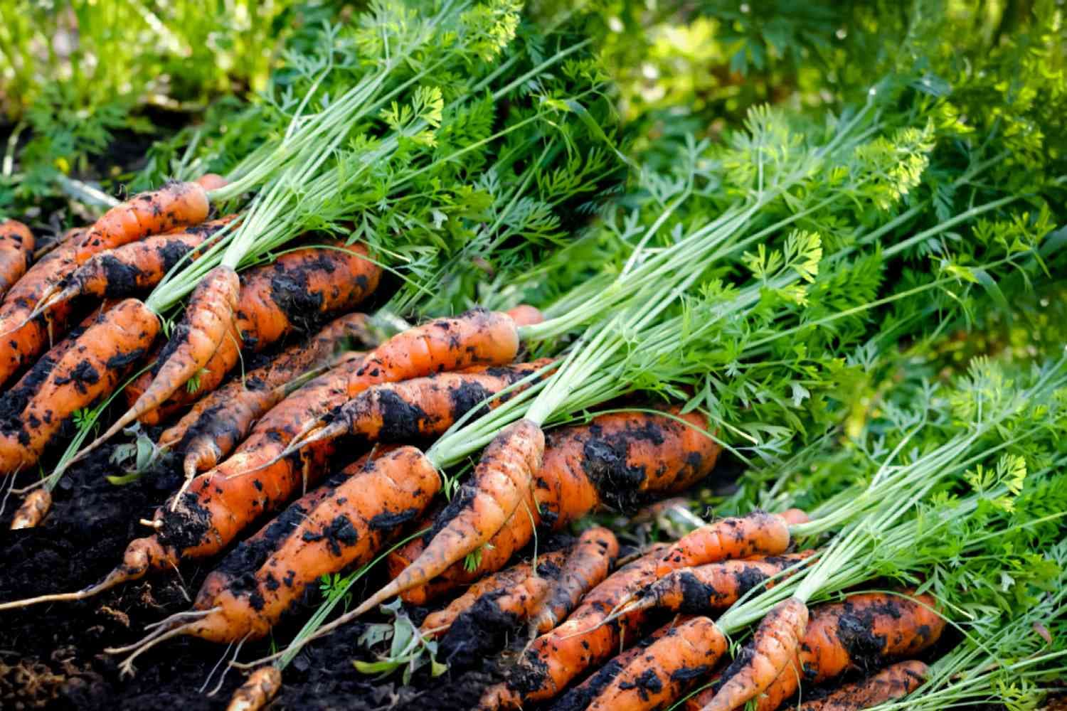Growing and Irrigating Carrots: A Comprehensive Guide