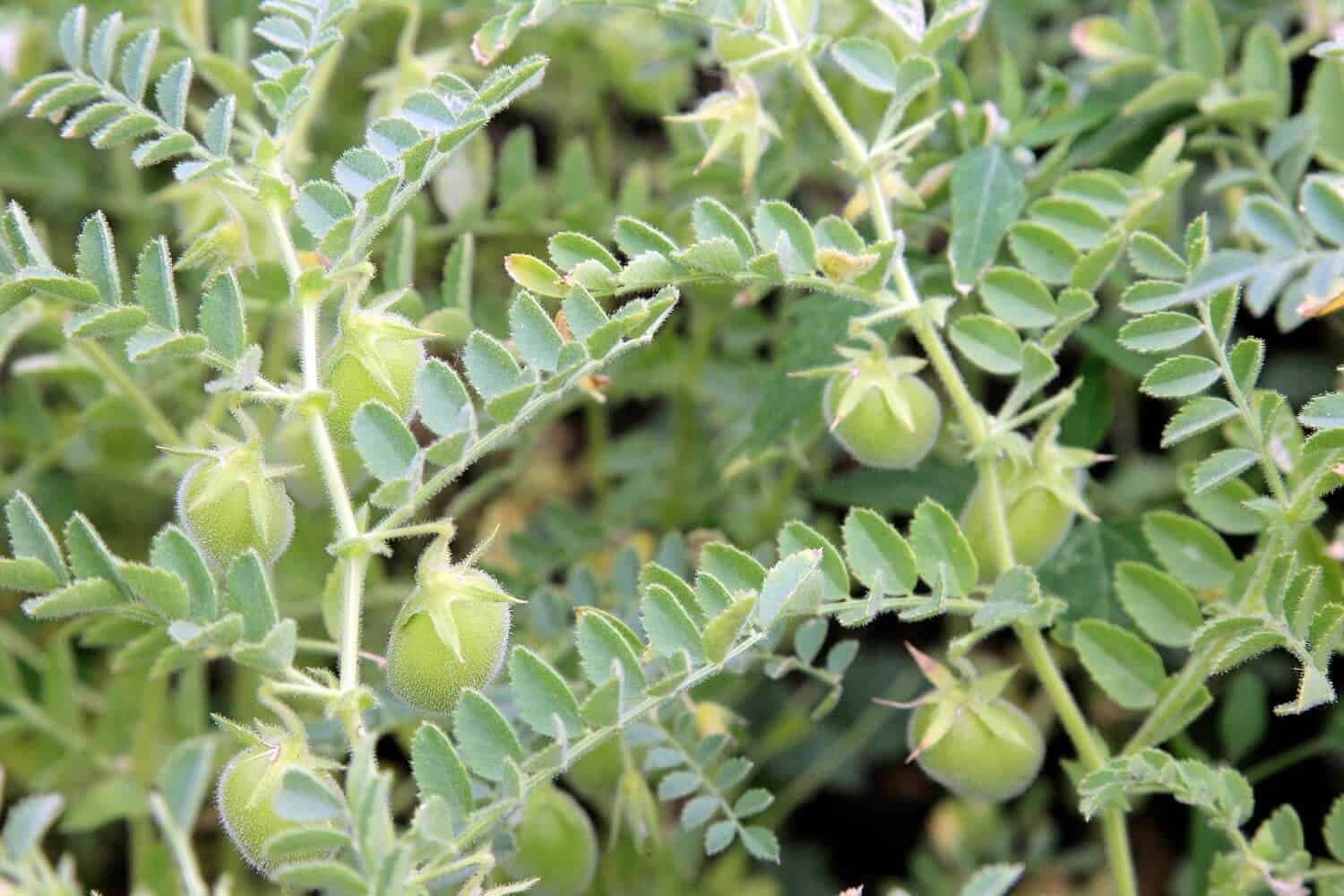 Growing and Irrigating Lentils: A Sustainable Approach