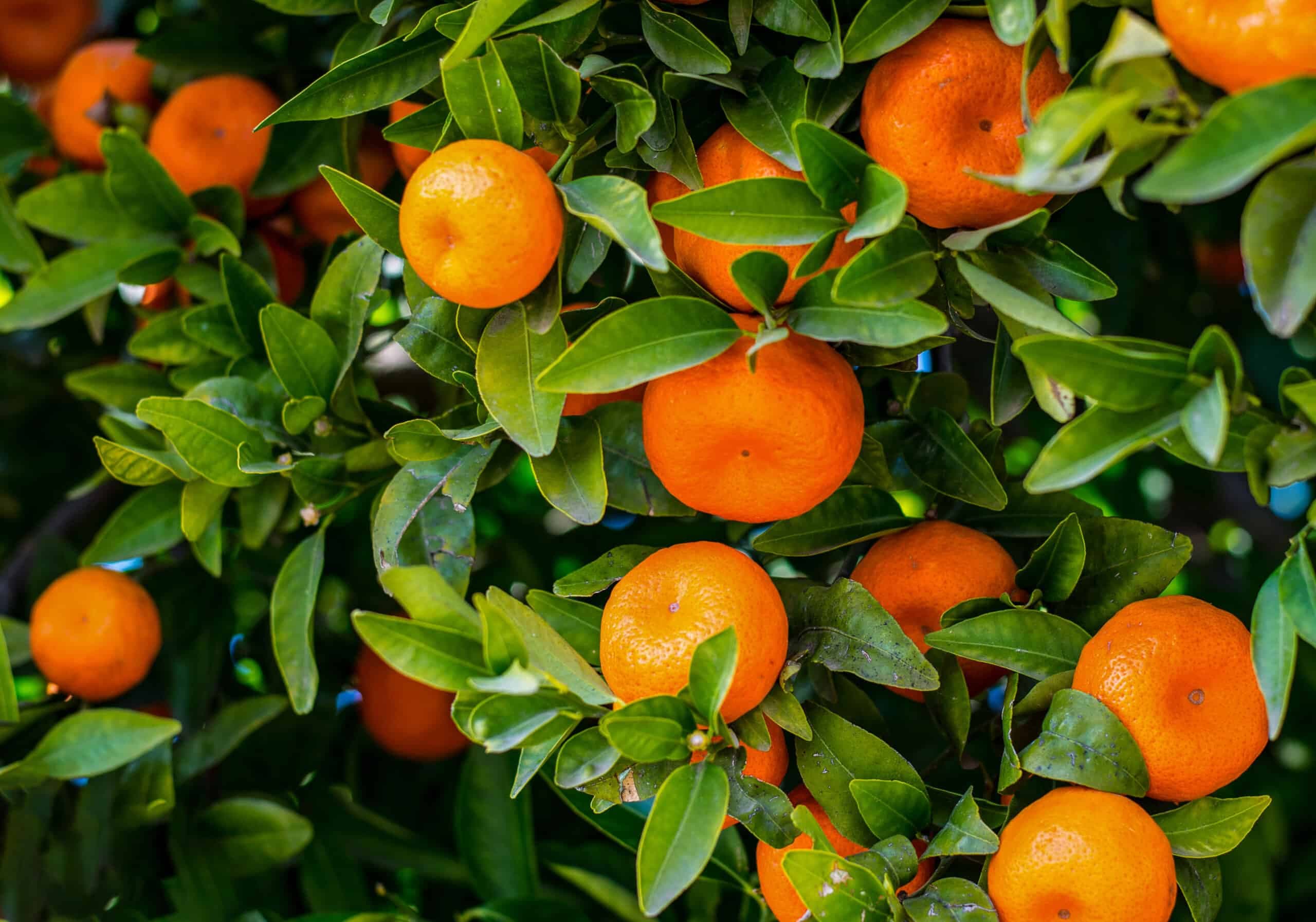Mandarine: una guida per coltivare e irrigare in modo economico