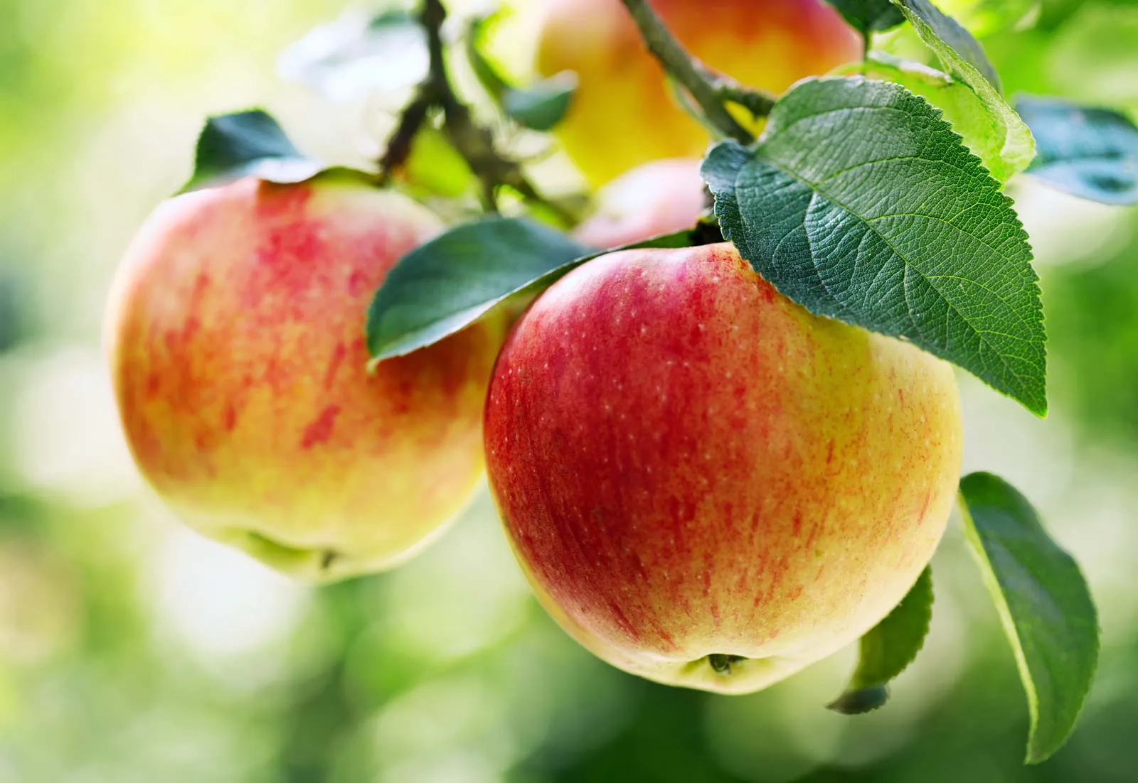 Introdução ao cultivo e irrigação de plantações de maçã