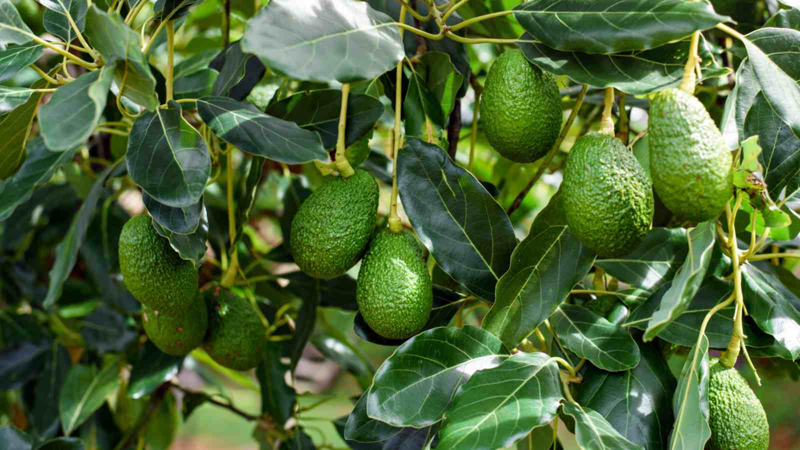 Avocado kweken en irrigeren: een uitgebreide gids