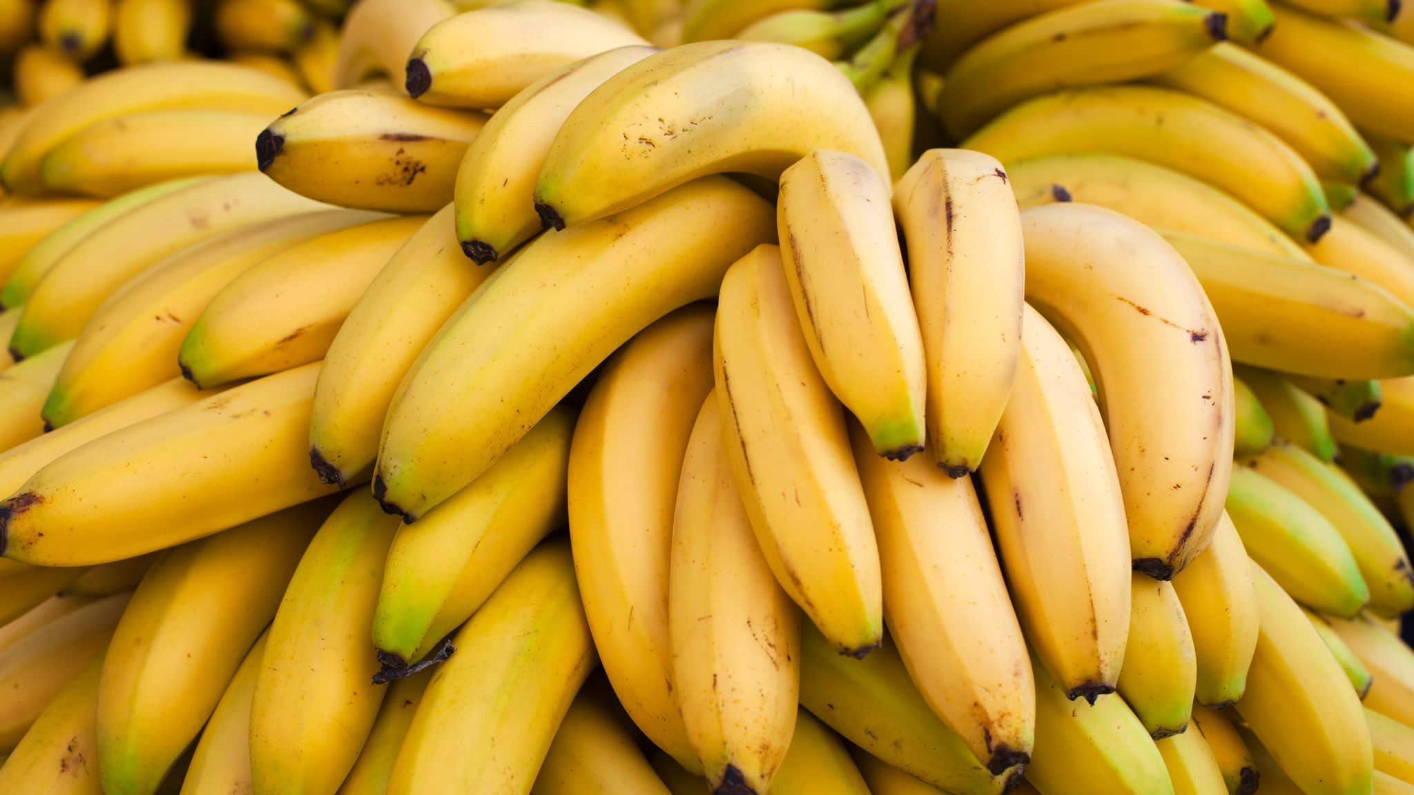 الموز: دليل للزراعة والري اقتصادياً