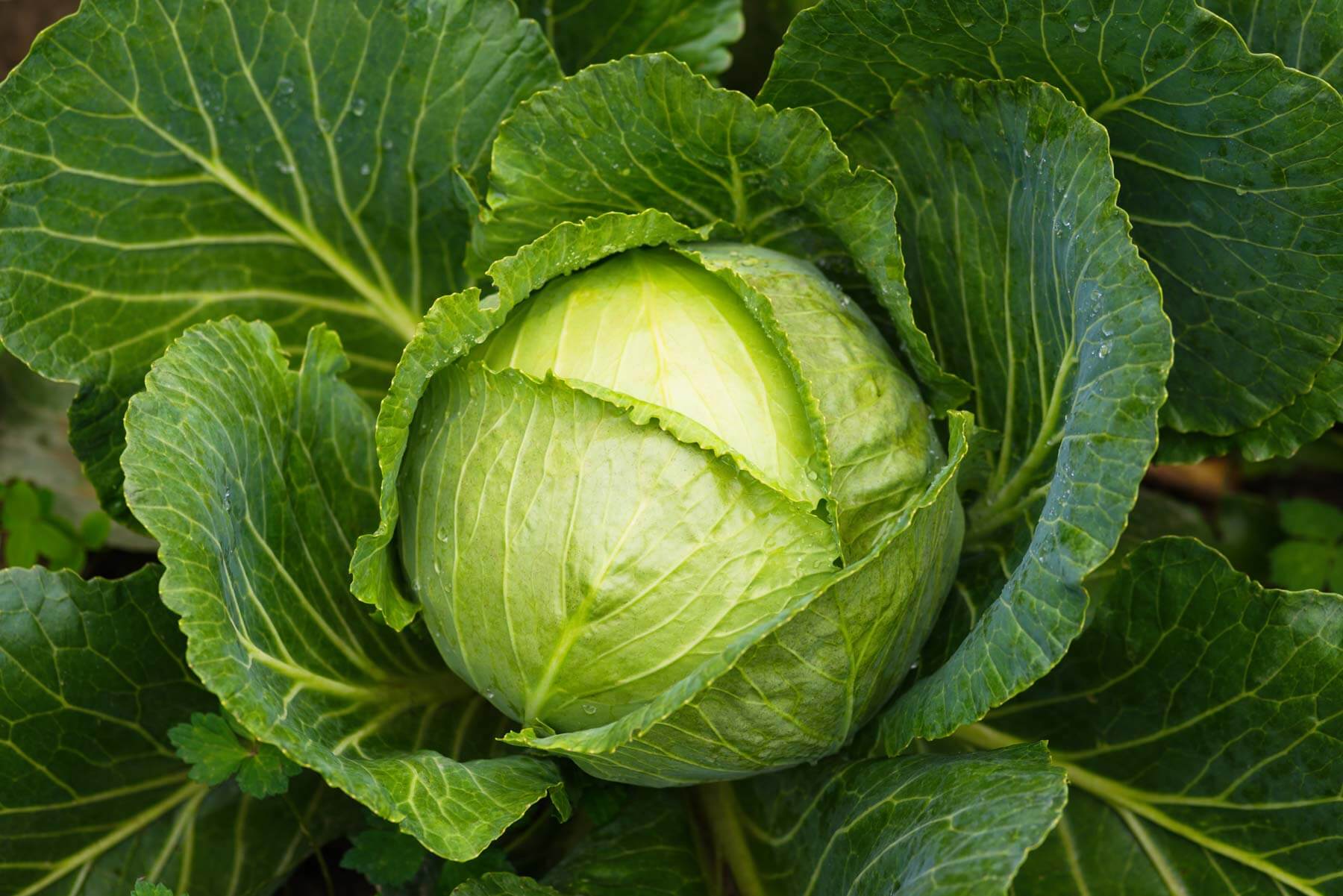 Growing and Irrigating Cabbage: A Guide to Economical and Sustainable Agriculture