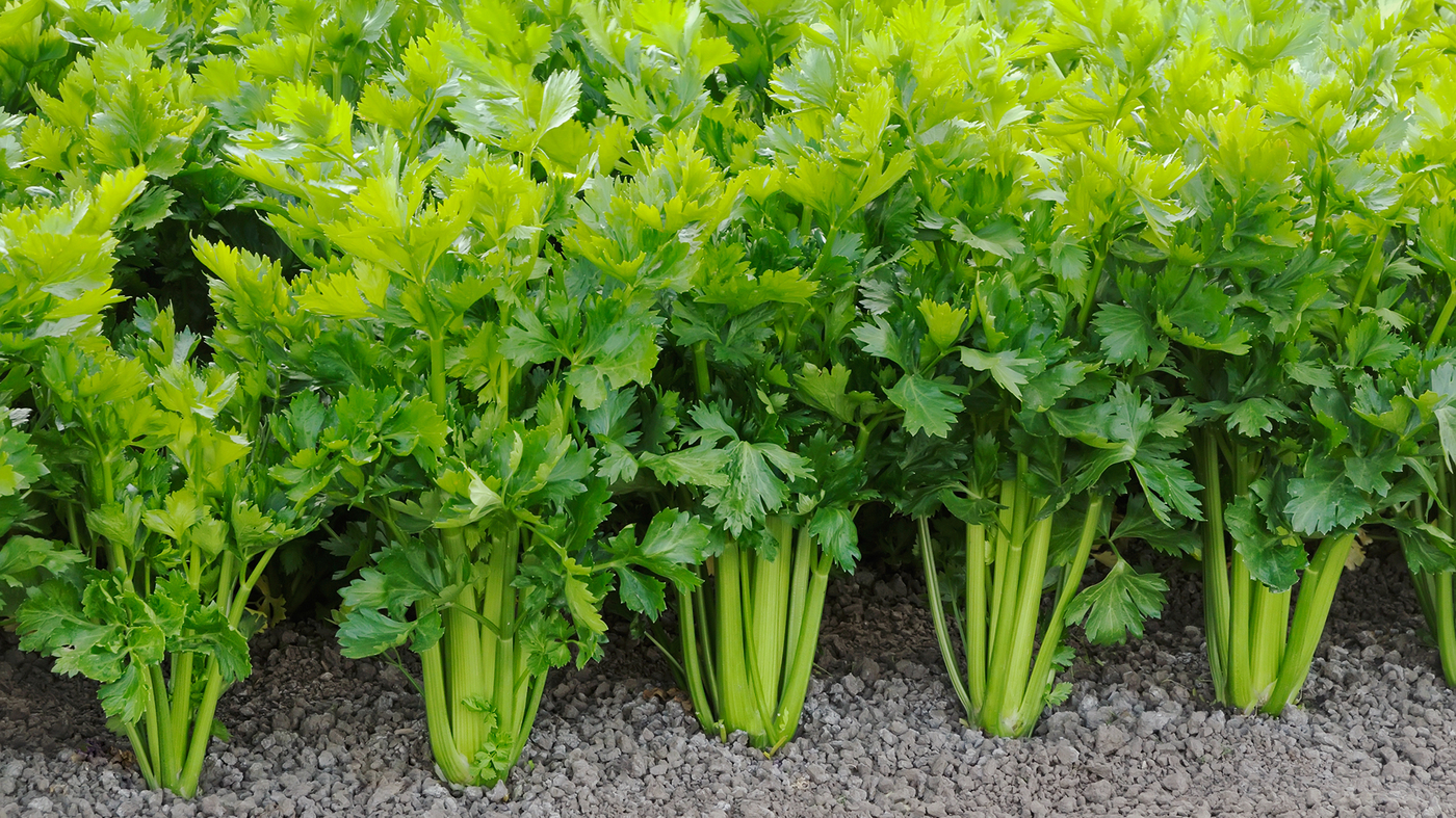 Growing and Irrigating Celery: A Comprehensive Guide