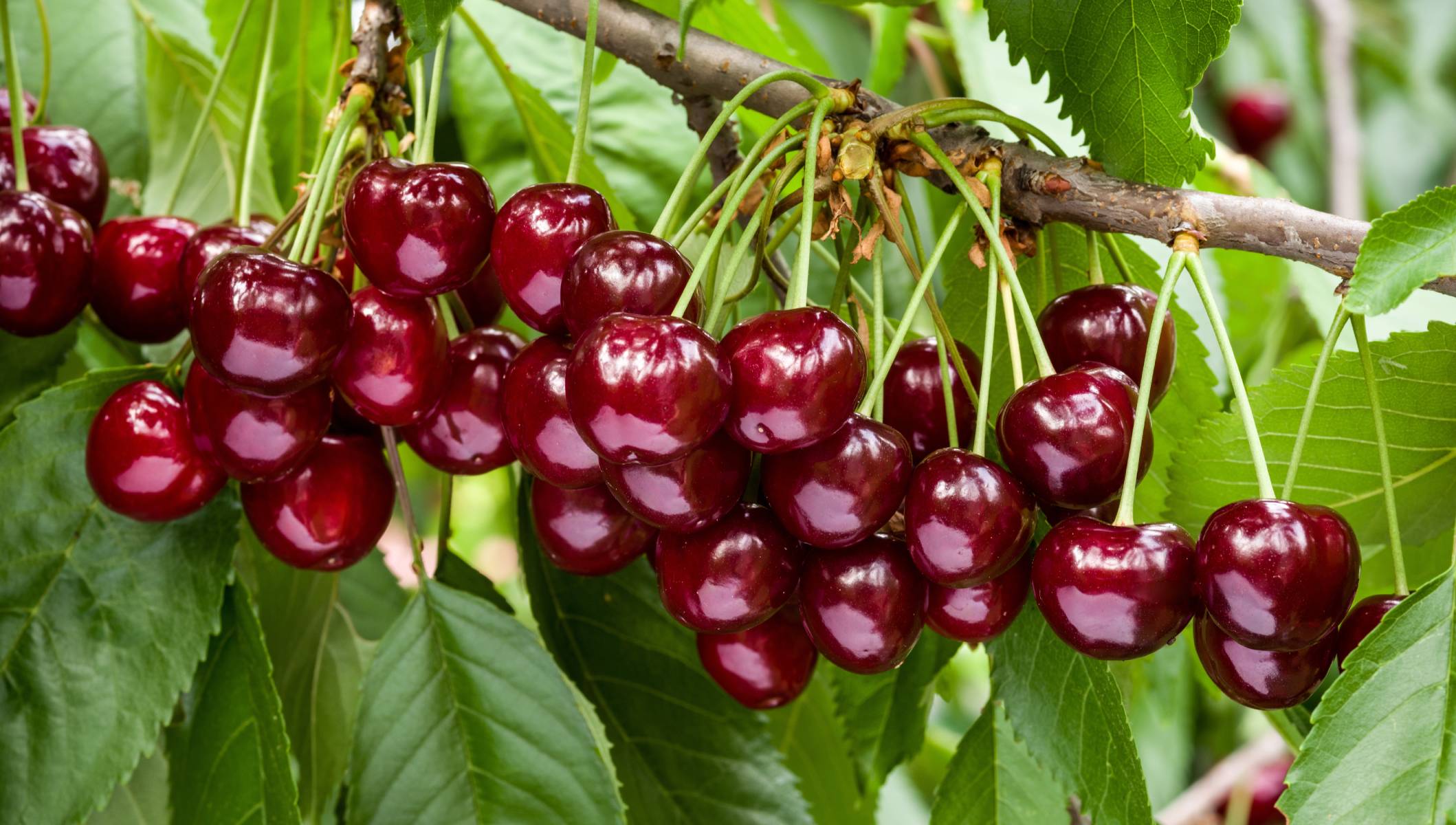 Cherry: een gids voor economisch kweken en irrigeren