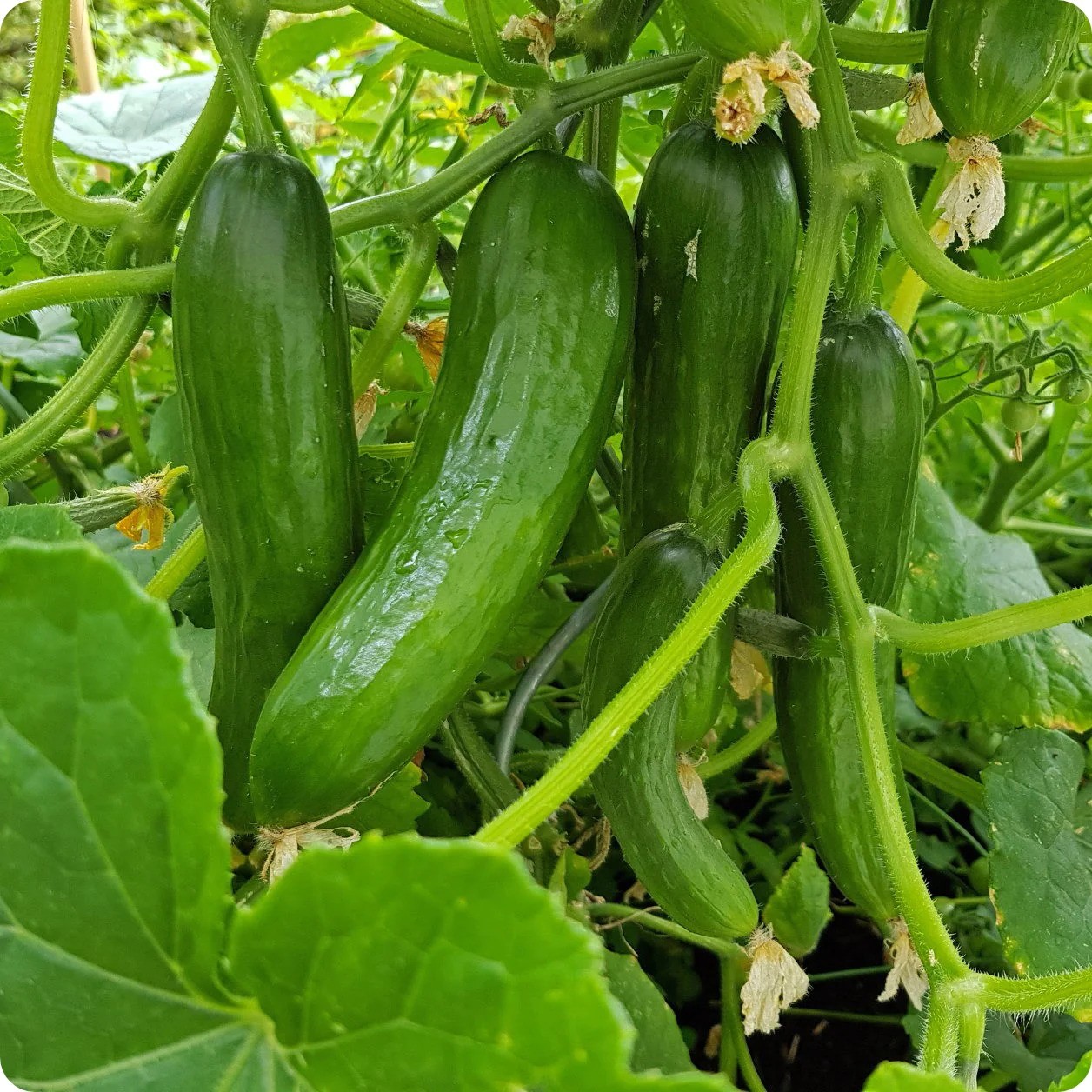 Inleiding tot het kweken en irrigeren van komkommers