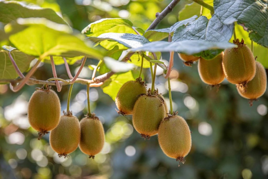 Introducere în cultivarea și irigarea fructelor kiwi