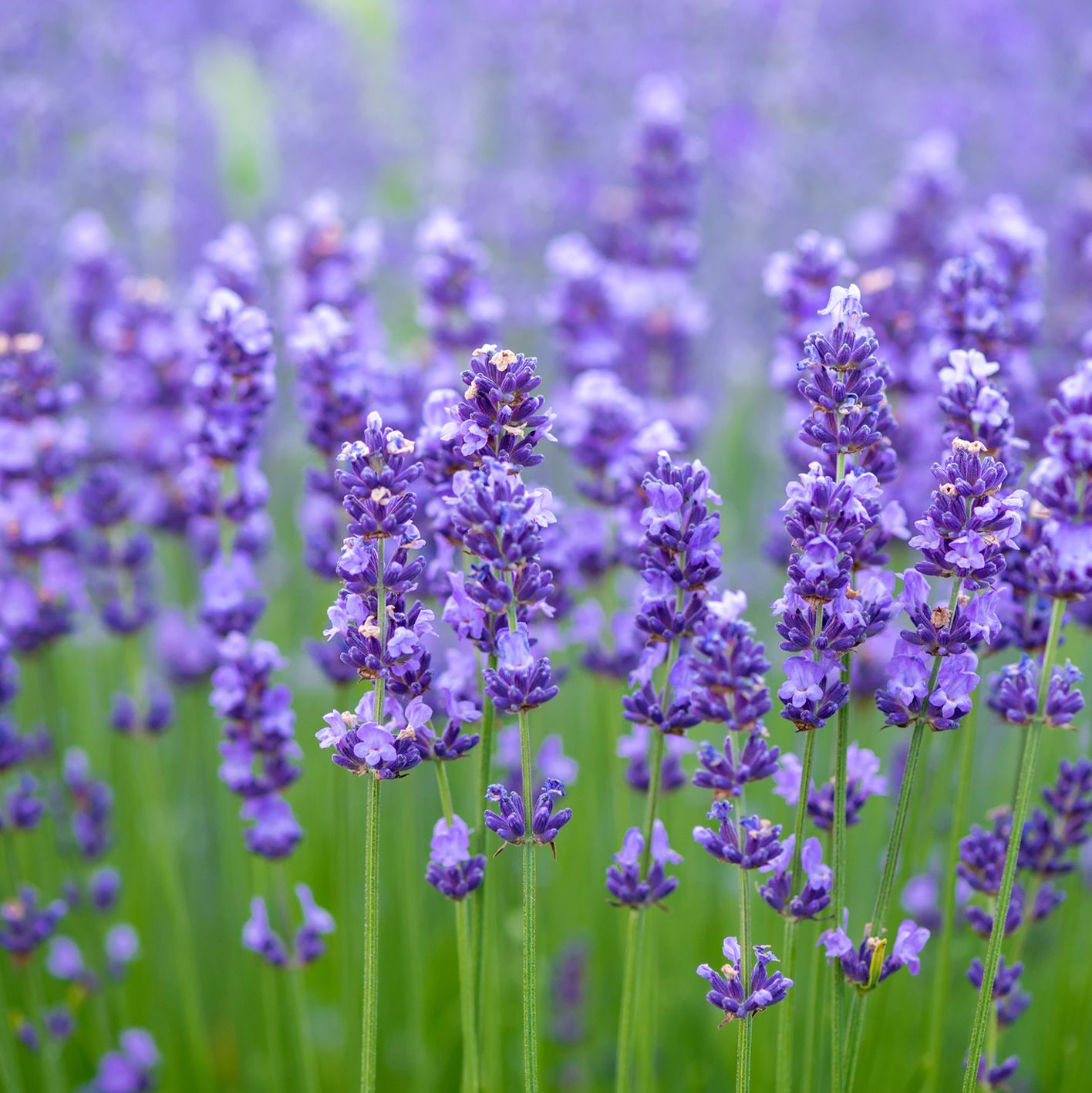 Inleiding tot het kweken en irrigeren van lavendel