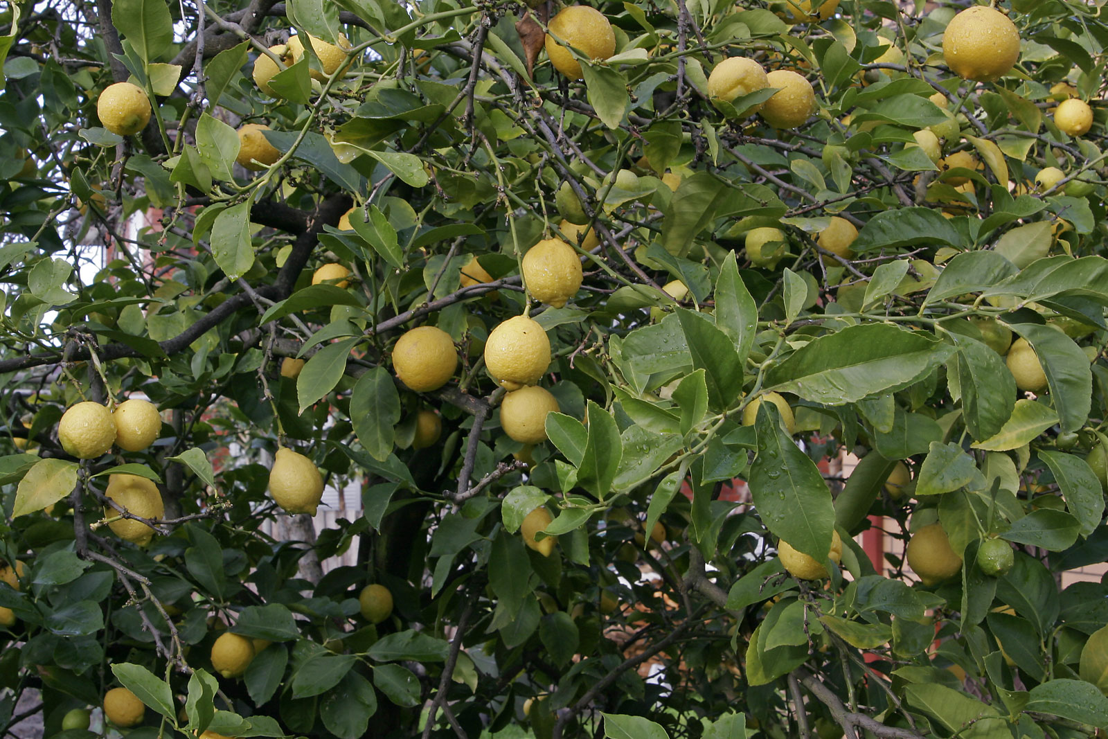 Лимон: руководство по экономичному выращиванию и орошению