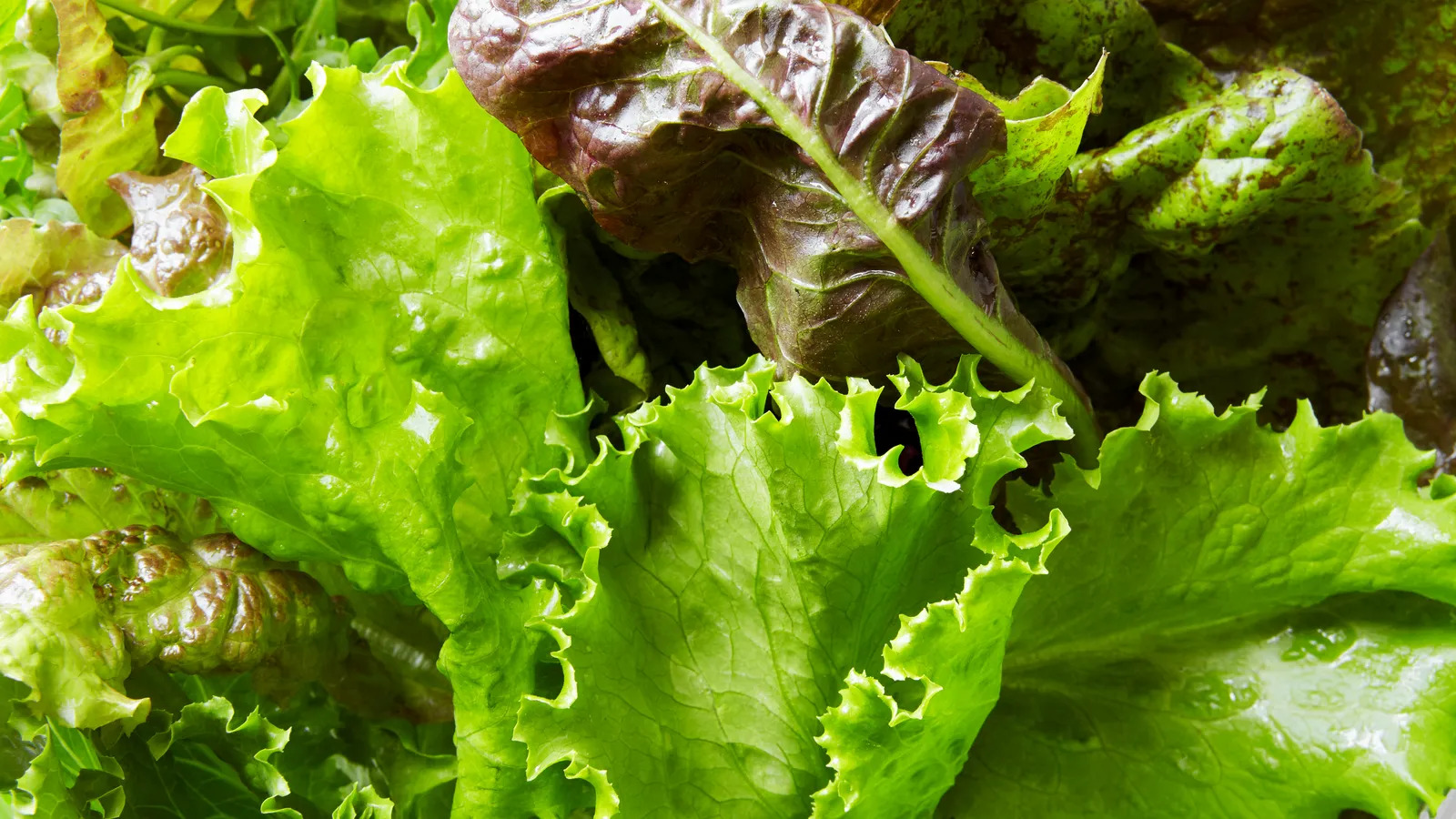 Lettuce: A Guide to Economical Growth and Sustainable Irrigation