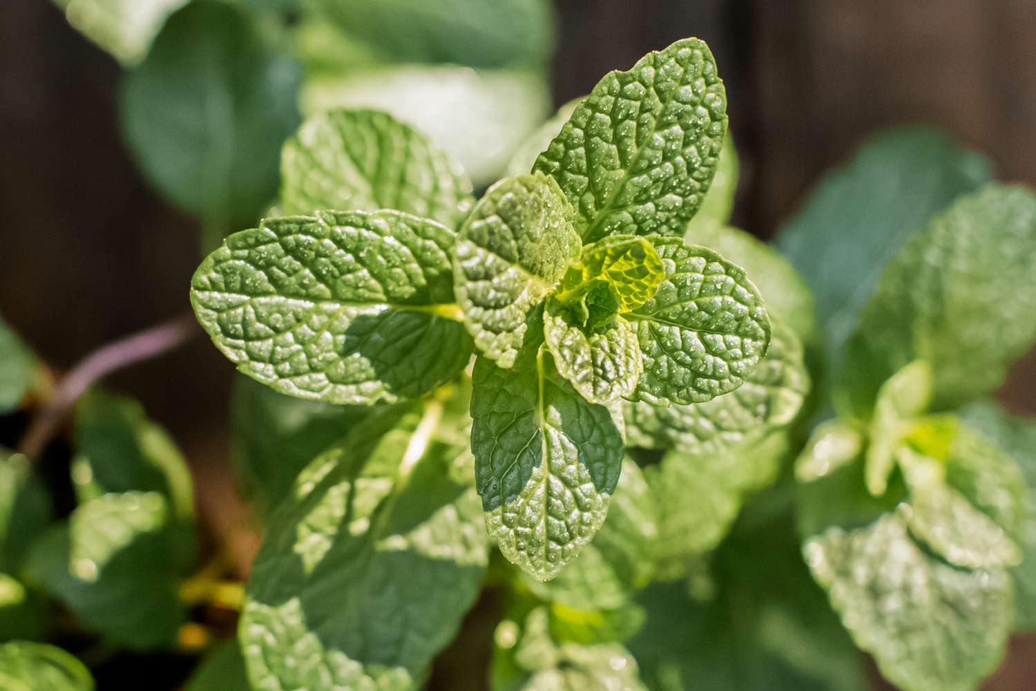 Growing and Irrigating Mint: A Comprehensive Guide