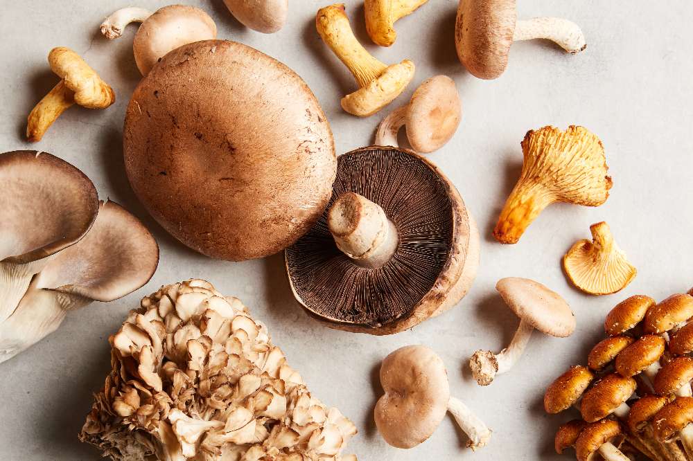 Mushrooms: A Guide to Growing and Irrigating Economically