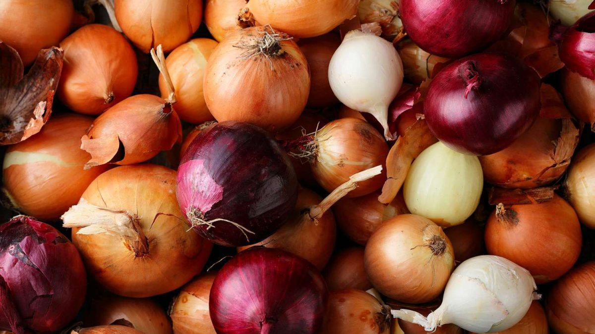 Growing and Irrigating Onions: An Economically Efficient Approach