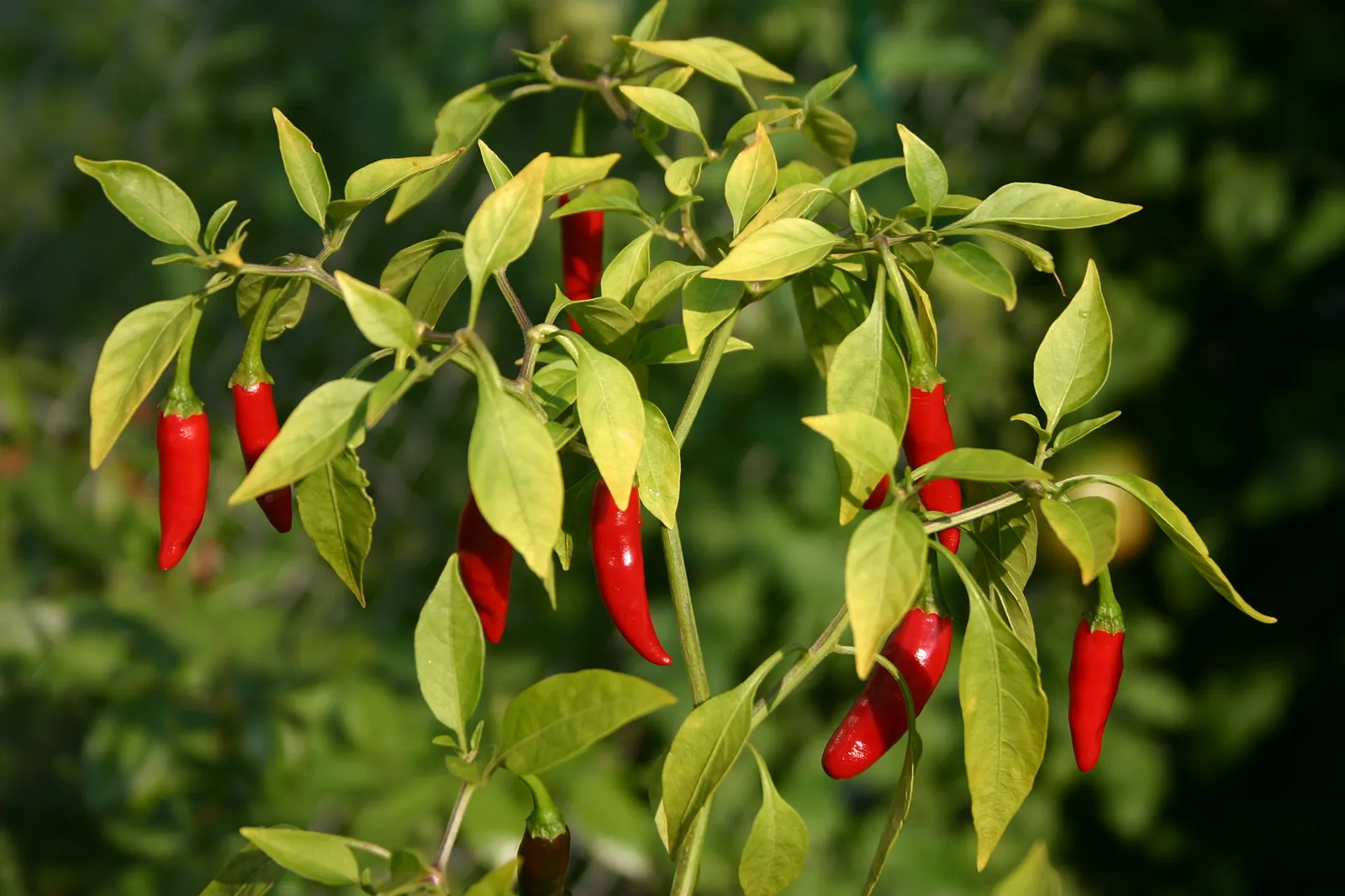 Pepper: een gids voor economisch kweken en irrigeren