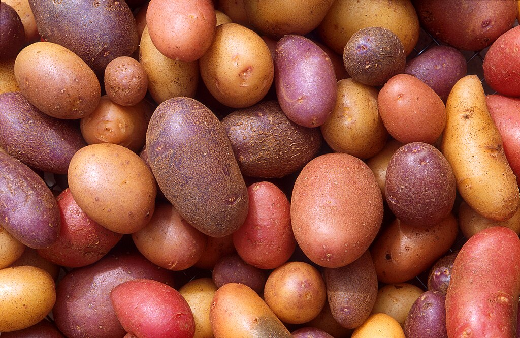 מבוא לגידול והשקיה של תפוחי אדמה