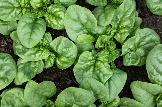 Coltivare e irrigare gli spinaci: una guida completa