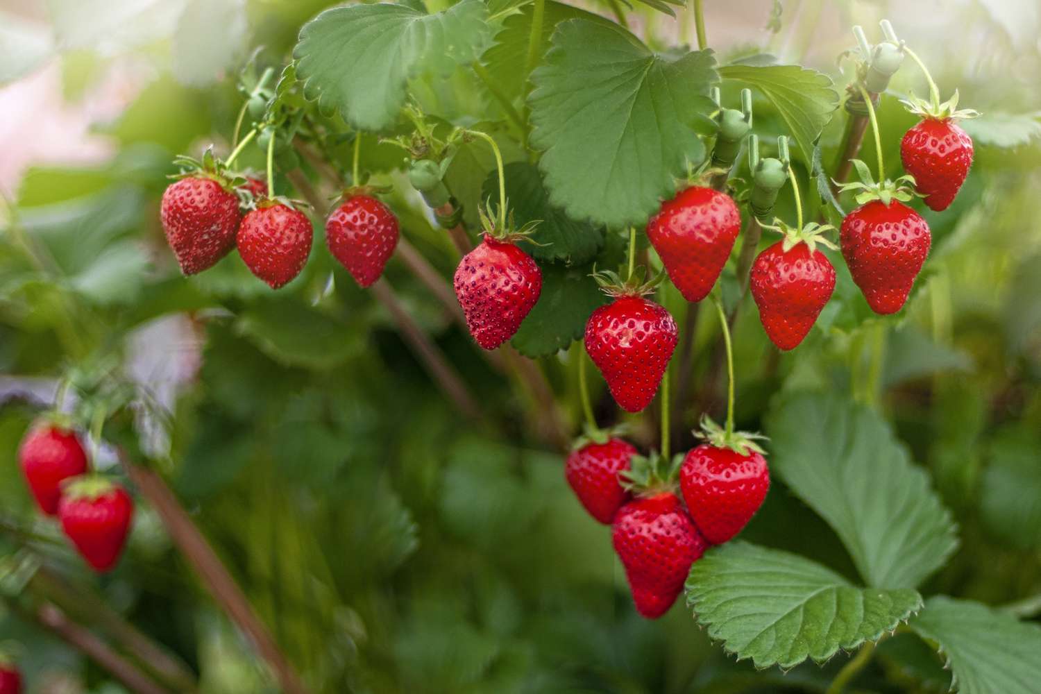 Strawberry: A Guide to Growing and Irrigating Economically