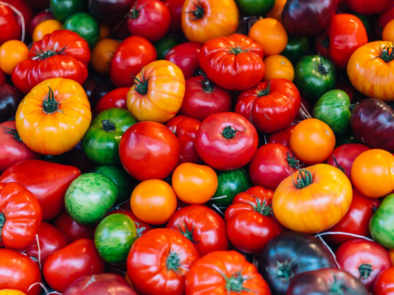 Introducción al cultivo y riego de tomates