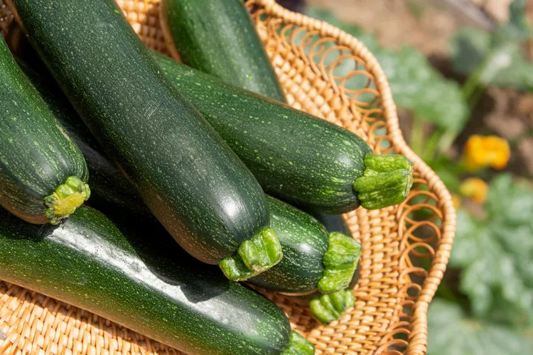 Introduction to Growing and Irrigating Zucchini