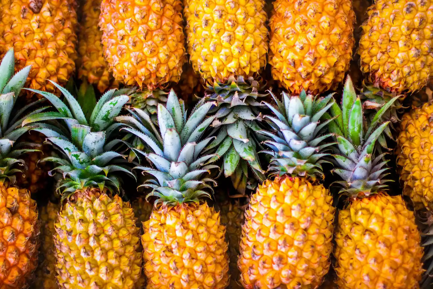 Uprawa i nawadnianie ananasa: kompleksowy przewodnik