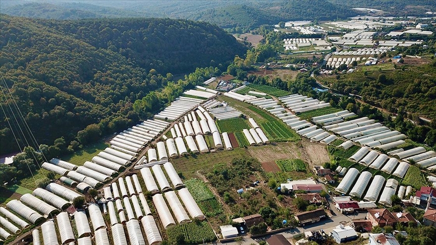 Sere situate în Gebze, care furnizează legume Istanbulului, servesc drept oportunități de angajare pentru 2.000 de fermieri